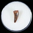 Small Cretaceous Crocodile Tooth - Morocco #6980-1